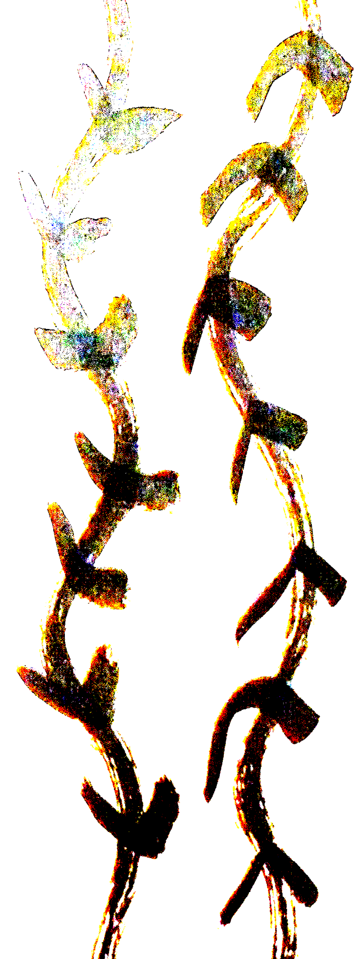 vines