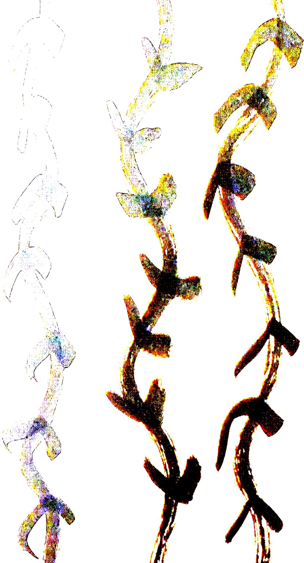 vines